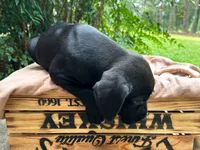 Smith, a male Great Dane and German Shorthaired Pointer for sale in Cordele, GA – 8 of 8