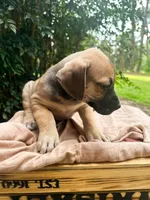 Dipsie, a female Great Dane and German Shorthaired Pointer for sale in Cordele, GA – 7 of 8