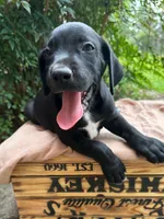 Smith, a male Great Dane and German Shorthaired Pointer for sale in Cordele, GA – 6 of 8