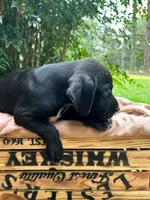 Smith, a male Great Dane and German Shorthaired Pointer for sale in Cordele, GA – 2 of 8