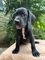 Wesson, a male Great Dane and German Shorthaired Pointer for sale in Cordele, GA – 7 of 8
