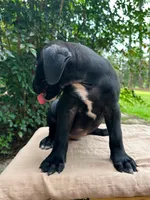 Wesson, a male Great Dane and German Shorthaired Pointer for sale in Cordele, GA – 8 of 8
