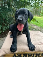 Wesson, a male Great Dane and German Shorthaired Pointer for sale in Cordele, GA – 3 of 8