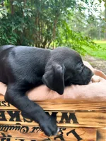 Smith, a male Great Dane and German Shorthaired Pointer for sale in Cordele, GA – 5 of 8