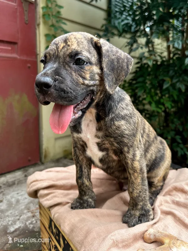 Dozey – Great Dane, German Shorthaired Pointer puppy for sale in Cordele, GA