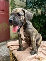 Dozey, a male Great Dane and German Shorthaired Pointer for sale in Cordele, GA – 1 of 8
