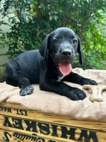 Paws, a female Great Dane and German Shorthaired Pointer for sale in Cordele, GA – 6 of 8