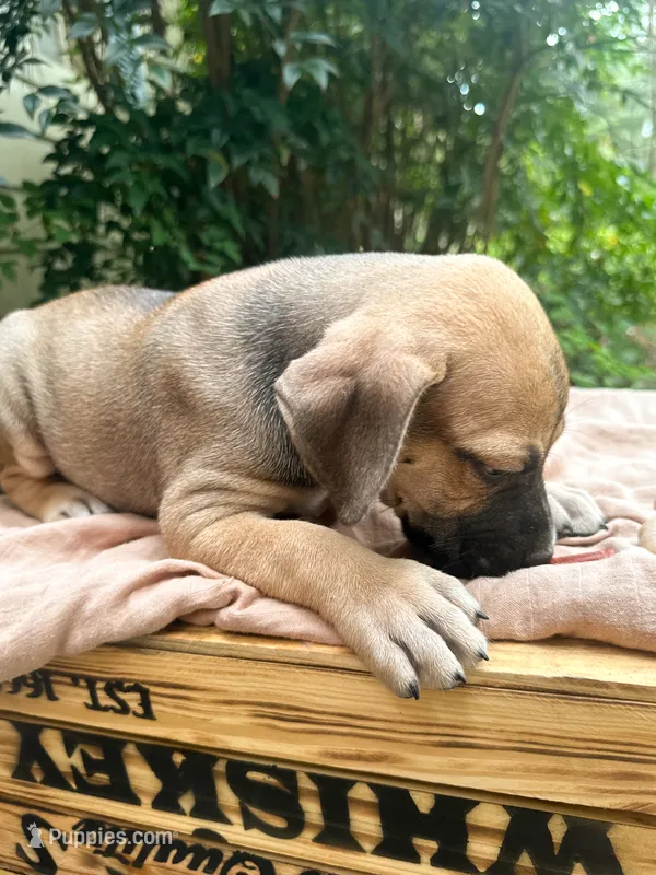 Dipsie – Great Dane, German Shorthaired Pointer puppy for sale in Cordele, GA