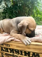 Dipsie, a female Great Dane and German Shorthaired Pointer for sale in Cordele, GA – 1 of 8