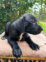 Wesson, a male Great Dane and German Shorthaired Pointer for sale in Cordele, GA – 2 of 8