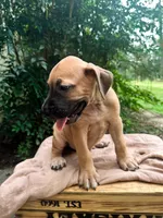 Fattie, a female Great Dane and German Shorthaired Pointer for sale in Cordele, GA – 3 of 8