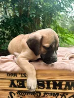 Moose, a male Great Dane and German Shorthaired Pointer for sale in Cordele, GA – 7 of 8