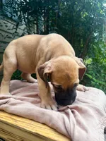 Fattie, a female Great Dane and German Shorthaired Pointer for sale in Cordele, GA – 8 of 8