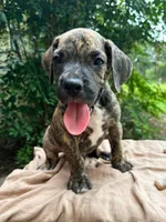 Dozey, a male Great Dane and German Shorthaired Pointer for sale in Cordele, GA – 2 of 8