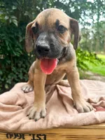 Dipsie, a female Great Dane and German Shorthaired Pointer for sale in Cordele, GA – 4 of 8
