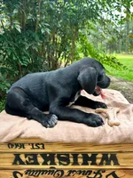 Paws, a female Great Dane and German Shorthaired Pointer for sale in Cordele, GA – 5 of 8