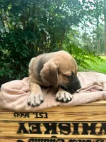 Dipsie, a female Great Dane and German Shorthaired Pointer for sale in Cordele, GA – 8 of 8