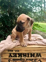 Fattie, a female Great Dane and German Shorthaired Pointer for sale in Cordele, GA – 7 of 8