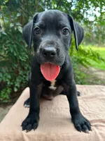 Wesson, a male Great Dane and German Shorthaired Pointer for sale in Cordele, GA – 6 of 8
