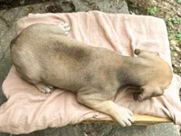 Dipsie, a female Great Dane and German Shorthaired Pointer for sale in Cordele, GA – 6 of 8