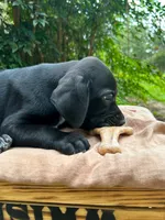 Paws, a female Great Dane and German Shorthaired Pointer for sale in Cordele, GA – 4 of 8