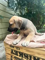 Dipsie, a female Great Dane and German Shorthaired Pointer for sale in Cordele, GA – 2 of 8