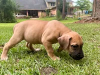 Fattie, a female Great Dane and German Shorthaired Pointer for sale in Cordele, GA – 4 of 8