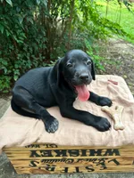 Paws, a female Great Dane and German Shorthaired Pointer for sale in Cordele, GA – 2 of 8