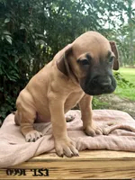 Fattie, a female Great Dane and German Shorthaired Pointer for sale in Cordele, GA – 1 of 8