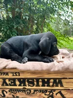 Paws, a female Great Dane and German Shorthaired Pointer for sale in Cordele, GA – 3 of 8