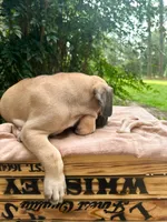 Moose, a male Great Dane and German Shorthaired Pointer for sale in Cordele, GA – 8 of 8