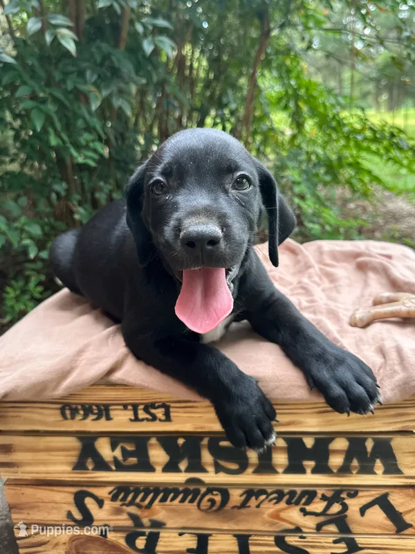 Smith – Great Dane, German Shorthaired Pointer puppy for sale in Cordele, GA
