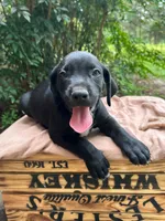 Smith, a male Great Dane and German Shorthaired Pointer for sale in Cordele, GA – 1 of 8