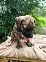 Dozey, a male Great Dane and German Shorthaired Pointer for sale in Cordele, GA – 6 of 8