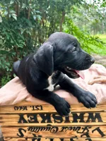 Smith, a male Great Dane and German Shorthaired Pointer for sale in Cordele, GA – 7 of 8