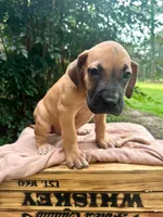Fattie, a female Great Dane and German Shorthaired Pointer for sale in Cordele, GA – 6 of 8