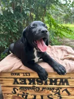 Smith, a male Great Dane and German Shorthaired Pointer for sale in Cordele, GA – 4 of 8