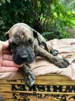 Dozey, a male Great Dane and German Shorthaired Pointer for sale in Cordele, GA – 8 of 8