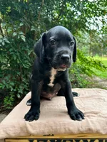 Wesson, a male Great Dane and German Shorthaired Pointer for sale in Cordele, GA – 5 of 8