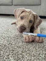 VERA Stunning Princess A K C Great Dane Beauty Queen Ready Today , a female Great Dane for sale in Batavia, IL – 5 of 10