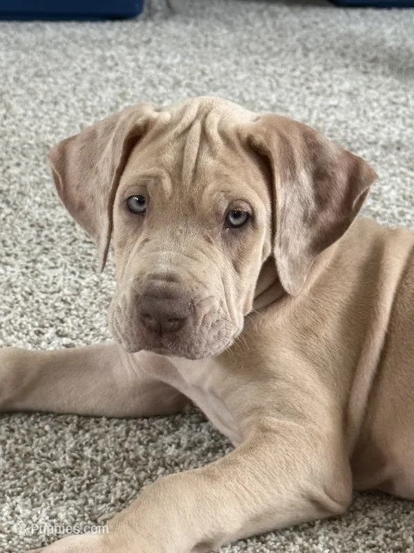 VERA Stunning Princess A K C Great Dane Beauty Queen Ready Today  – Great Dane puppy for sale in Batavia, IL