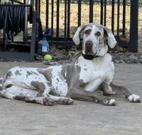 Crew Merle massive AKC Great Dane , a male Great Dane for sale in Batavia, IL – 6 of 10