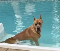Vivienne Westwood Stunning Large Princess Stunner Ready Today, a female Great Dane for sale in Batavia, IL – 3 of 10