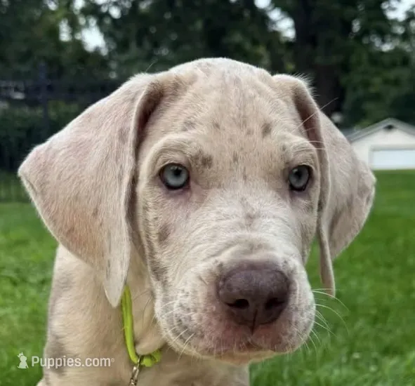 Crew Merle massive AKC Great Dane  – Great Dane puppy for sale in Batavia, IL