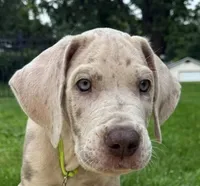 Crew Merle massive AKC Great Dane , a male Great Dane for sale in Batavia, IL – 1 of 10