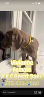 Vivienne Westwood Stunning Large Princess Stunner Ready Today, a female Great Dane for sale in Batavia, IL – 4 of 10