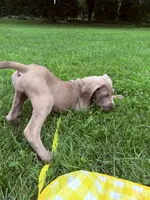 Vivienne Westwood Stunning Large Princess Stunner Ready Today, a female Great Dane for sale in Batavia, IL – 9 of 10