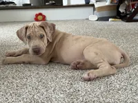 VERA Stunning Princess A K C Great Dane Beauty Queen Ready Today , a female Great Dane for sale in Batavia, IL – 7 of 10