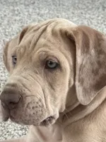 VERA Stunning Princess A K C Great Dane Beauty Queen Ready Today , a female Great Dane for sale in Batavia, IL – 6 of 10