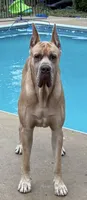 Crew Merle massive AKC Great Dane , a male Great Dane for sale in Batavia, IL – 4 of 10